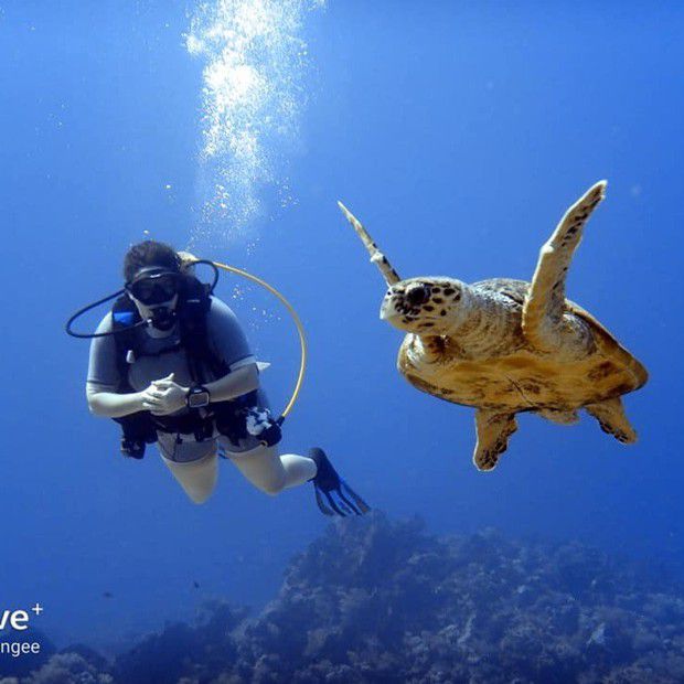 Louise off Egypt with a turtle.